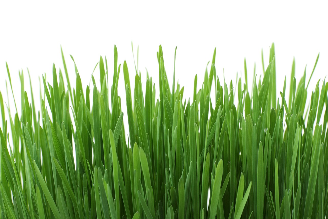 MAQS Retail Talks 5 gräs grönt